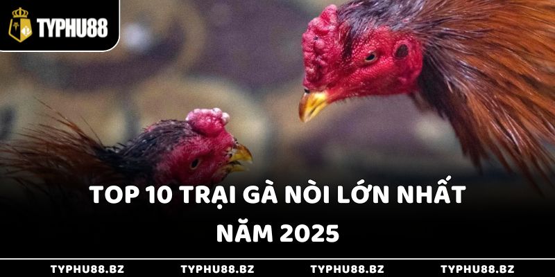 Trại Gà Đá - Top 10 Nơi Đào Tạo Chiến Kê Chất Lượng Nhất 3 Top 10 trại gà nòi lớn nhất năm 2025
